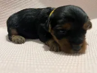 Cole, a male Yorkshire Terrier for sale in Columbia, SC – 2 of 4