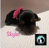 Skyler, a female Yorkshire Terrier for sale in Columbia, SC – 1 of 3