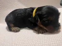 Cole, a male Yorkshire Terrier for sale in Columbia, SC – 3 of 4