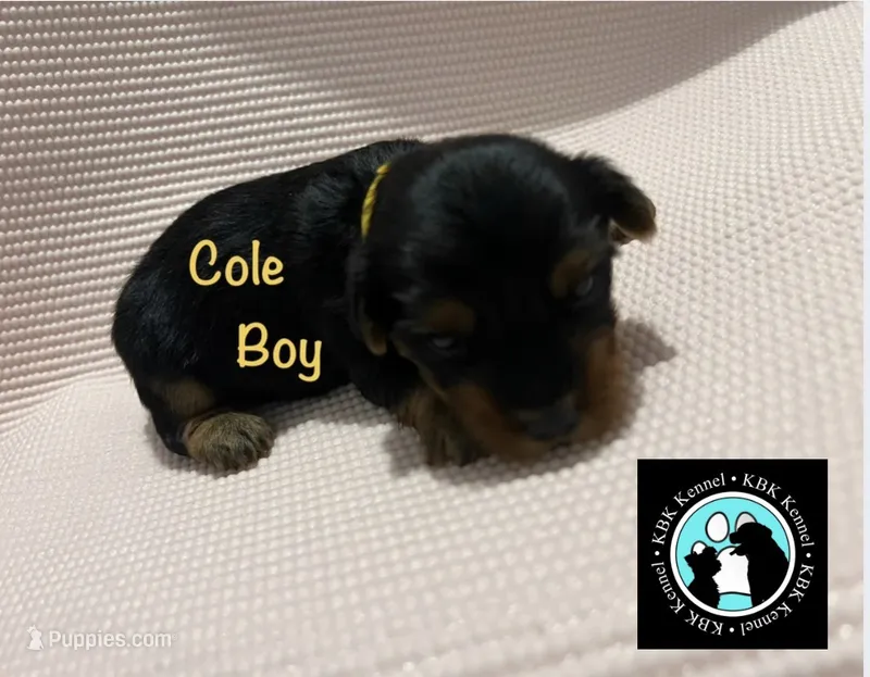 Cole, a male Yorkshire Terrier for sale in Columbia, SC – 1 of 4
