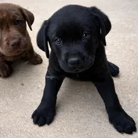 Lolan, a male Labrador Retriever for sale in Belmont, MS – Photo 1 of 7