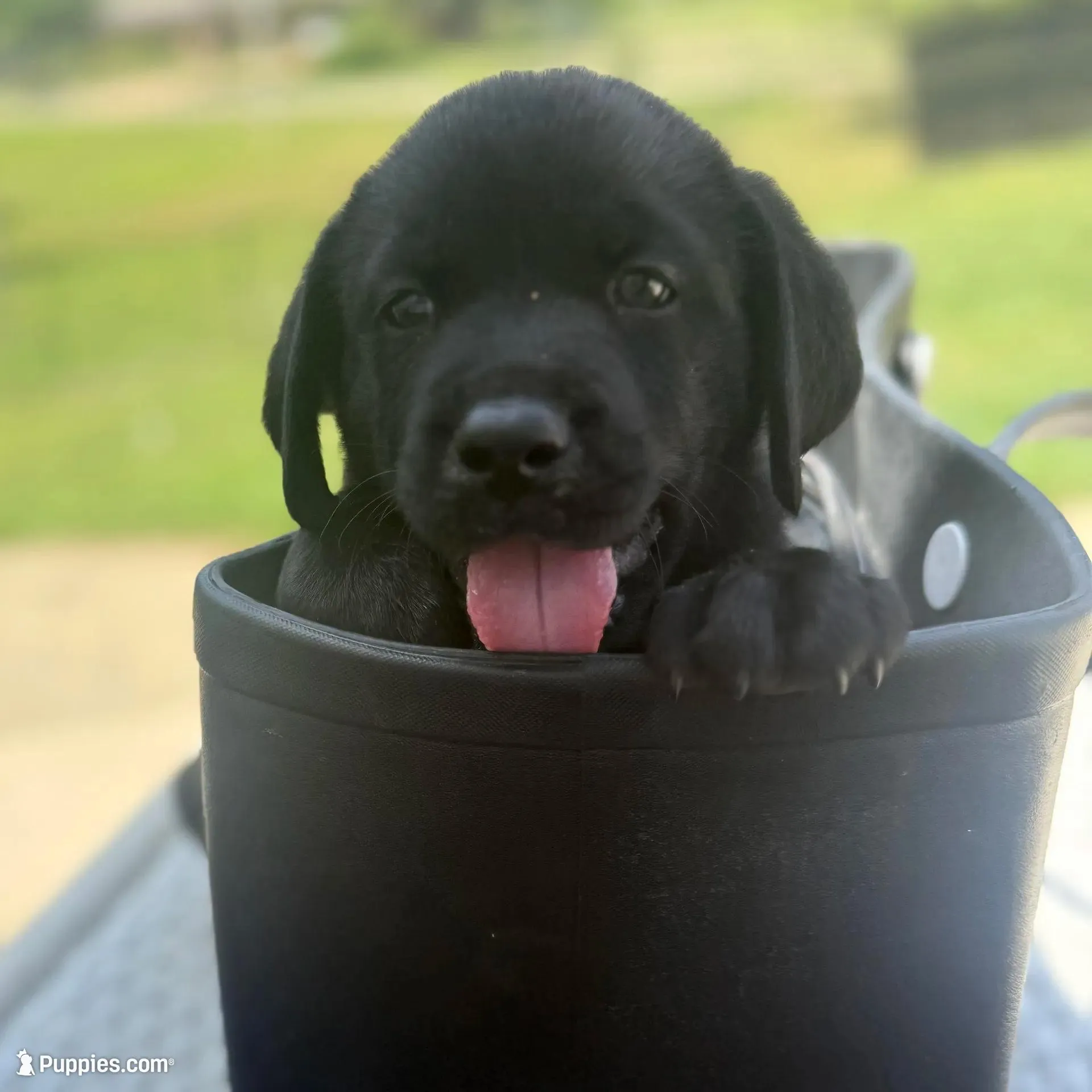 Lolan, a male Labrador Retriever for sale in Belmont, MS – Photo 4 of 7