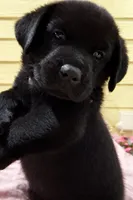 Lolan, a male Labrador Retriever for sale in Belmont, MS – Photo 2 of 7