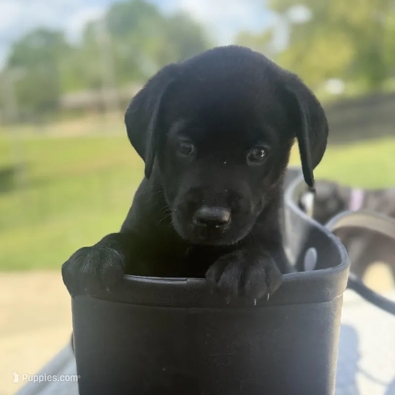 Lolan – Labrador Retriever puppy for sale in Belmont, MS