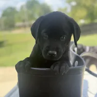 Lolan, a male Labrador Retriever for sale in Belmont, MS – Photo 3 of 7