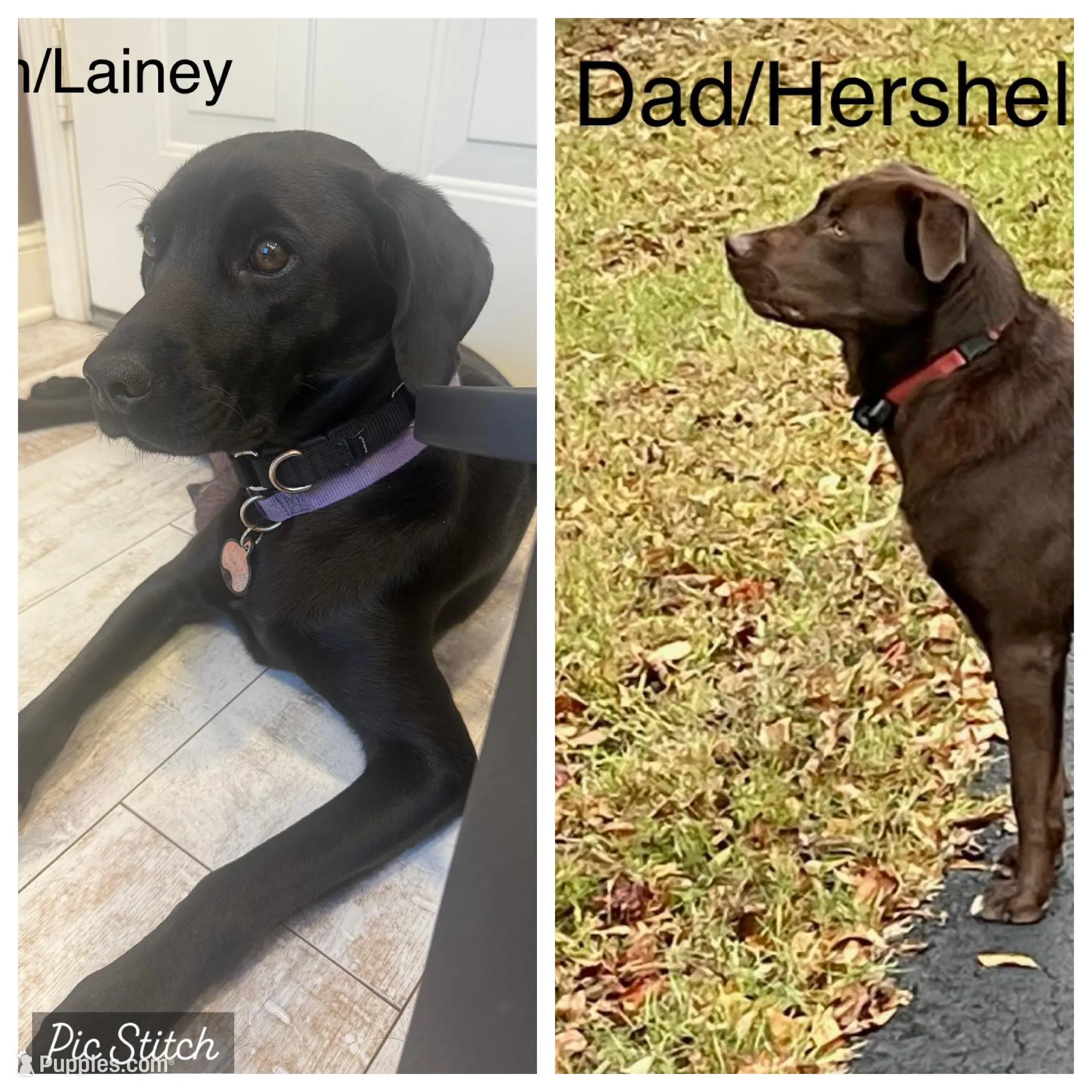 Debbie, a female Labrador Retriever for sale in Belmont, MS – 10 of 10