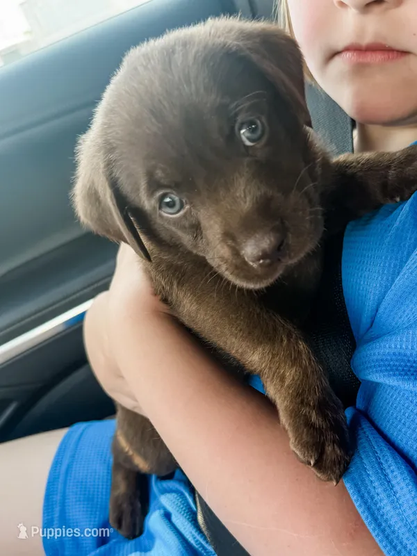 Wonka – Labrador Retriever puppy for sale in Belmont, MS
