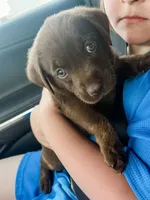 Wonka, a male Labrador Retriever for sale in Belmont, MS – Photo 1 of 8
