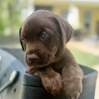 Wonka, a male Labrador Retriever for sale in Belmont, MS – Photo 3 of 8