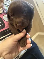 Coalmer , a male Labrador Retriever for sale in Belmont, MS – Photo 5 of 10