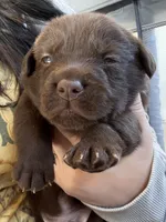 Coalmer , a male Labrador Retriever for sale in Belmont, MS – Photo 4 of 10