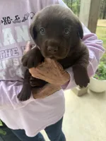 Coalmer , a male Labrador Retriever for sale in Belmont, MS – Photo 3 of 10