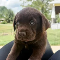 Coalmer , a male Labrador Retriever for sale in Belmont, MS – Photo 2 of 10