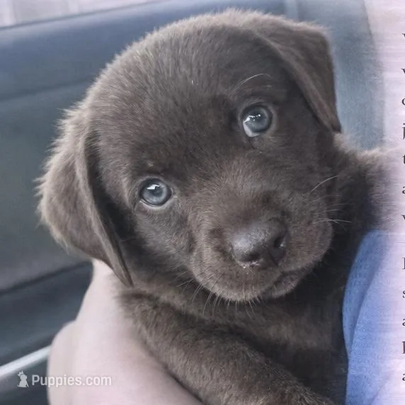 Wonka – Labrador Retriever puppy for sale in Belmont, MS