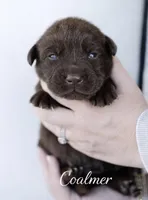 Coalmer , a male Labrador Retriever for sale in Belmont, MS – Photo 6 of 10