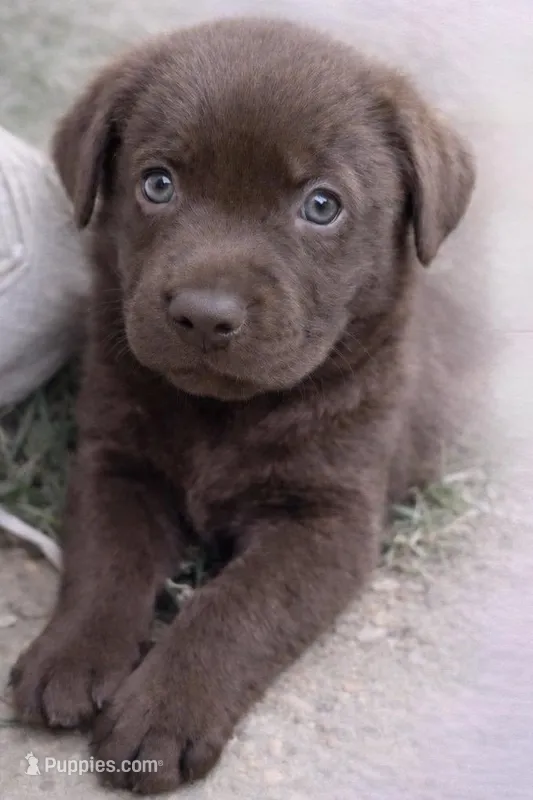 Coalmer  – Labrador Retriever puppy for sale in Belmont, MS