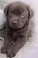 Coalmer , a male Labrador Retriever for sale in Belmont, MS – Photo 1 of 10