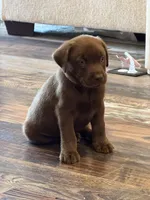 Wonka, a male Labrador Retriever for sale in Belmont, MS – Photo 4 of 8