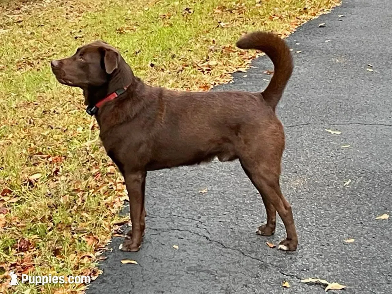 Bitsy, a female Labrador Retriever for sale in Belmont, MS – Photo 6 of 8