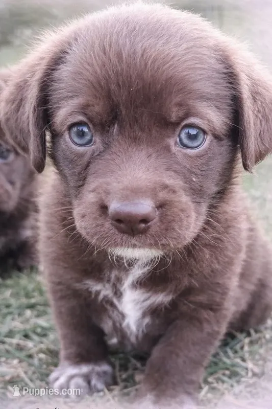 Bitsy – Labrador Retriever puppy for sale in Belmont, MS