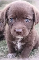 Bitsy, a female Labrador Retriever for sale in Belmont, MS – Photo 1 of 8