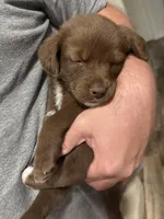 Bitsy, a female Labrador Retriever for sale in Belmont, MS – Photo 3 of 8