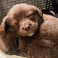 Bitsy, a female Labrador Retriever for sale in Belmont, MS – Photo 4 of 8