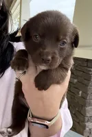 Bitsy, a female Labrador Retriever for sale in Belmont, MS – Photo 5 of 8