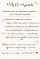 Bitsy, a female Labrador Retriever for sale in Belmont, MS – Photo 7 of 8