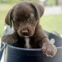 Bitsy, a female Labrador Retriever for sale in Belmont, MS – Photo 2 of 8