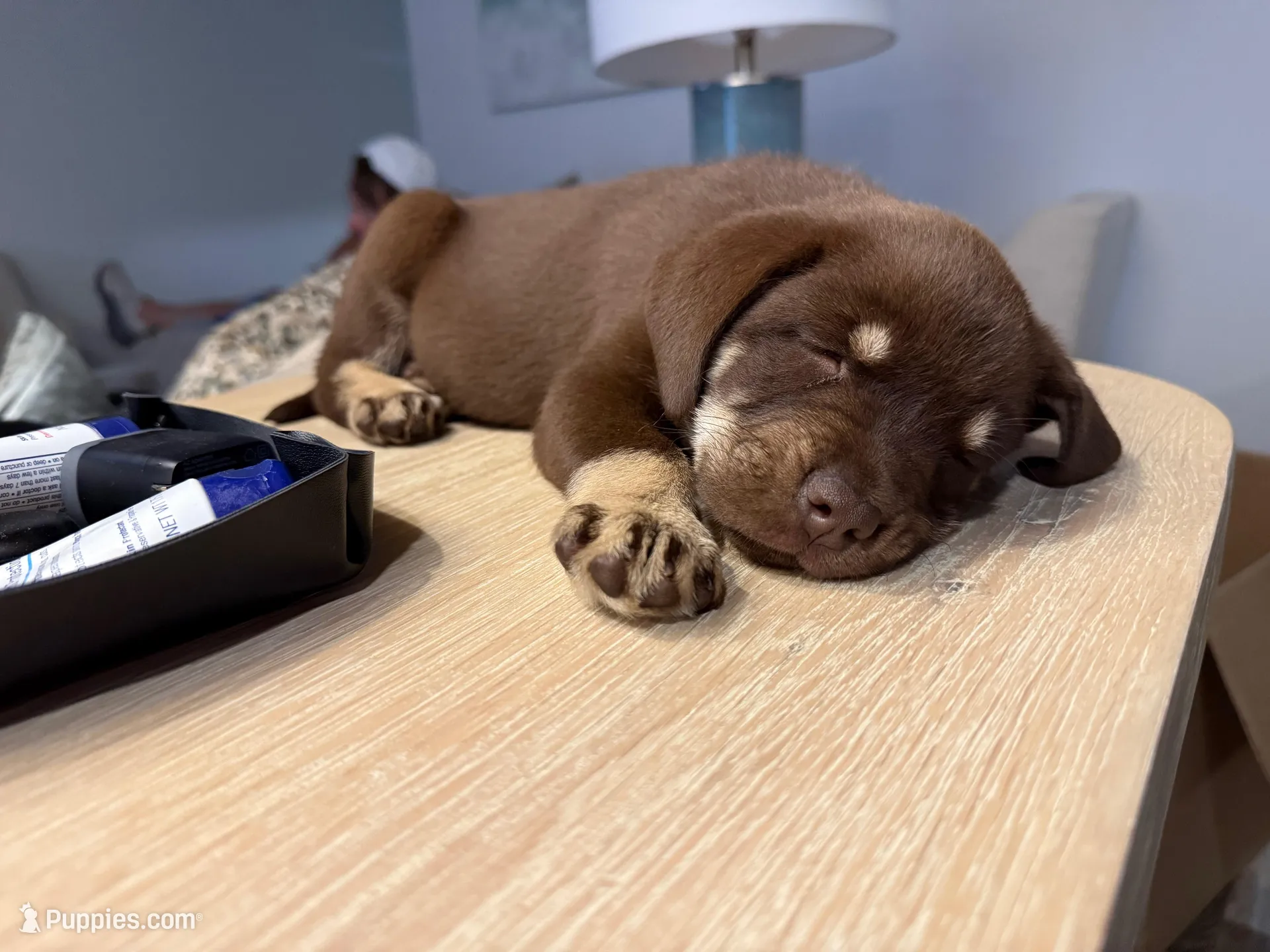 Debbie, a female Labrador Retriever for sale in Belmont, MS – 2 of 10