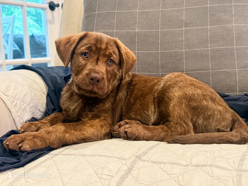 Reggie – Labrador Retriever puppy for sale in Belmont, MS