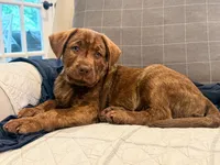 Reggie, a male Labrador Retriever for sale in Belmont, MS – 1 of 10