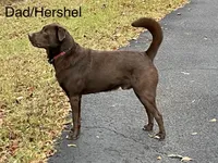 Reggie, a male Labrador Retriever for sale in Belmont, MS – 9 of 10