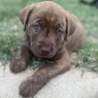Reggie, a male Labrador Retriever for sale in Belmont, MS – 3 of 10