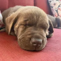 Reggie, a male Labrador Retriever for sale in Belmont, MS – 5 of 10