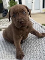 Reggie, a male Labrador Retriever for sale in Belmont, MS – 4 of 10
