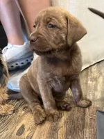 Reggie, a male Labrador Retriever for sale in Belmont, MS – 6 of 10