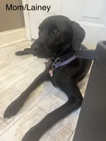 Reggie, a male Labrador Retriever for sale in Belmont, MS – 8 of 10
