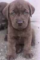 Reggie, a male Labrador Retriever for sale in Belmont, MS – 2 of 10