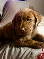 Reggie, a male Labrador Retriever for sale in Belmont, MS – 7 of 10