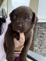 Chancho, a male Labrador Retriever for sale in Belmont, MS – Photo 3 of 6