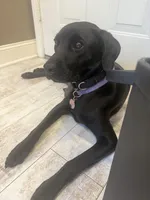 Chancho, a male Labrador Retriever for sale in Belmont, MS – Photo 4 of 6