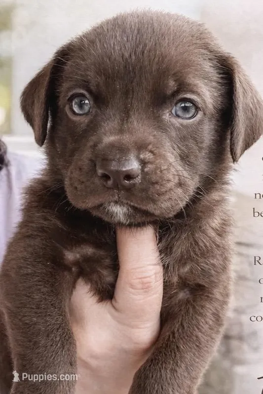 Chancho – Labrador Retriever puppy for sale in Belmont, MS