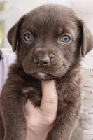 Chancho, a male Labrador Retriever for sale in Belmont, MS – Photo 1 of 6