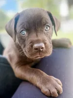 Chancho, a male Labrador Retriever for sale in Belmont, MS – Photo 2 of 6
