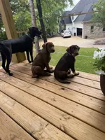 Reggie, a male Labrador Retriever for sale in Belmont, MS – 4 of 10
