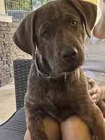 Reggie, a male Labrador Retriever for sale in Belmont, MS – 2 of 10