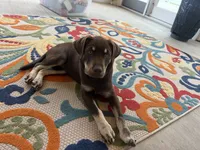 Debbie, a female Labrador Retriever for sale in Belmont, MS – 7 of 10