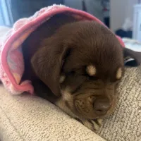 Debbie, a female Labrador Retriever for sale in Belmont, MS – 4 of 10